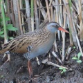 クイナの蔵出し画像14🦜（多々良沼公園）