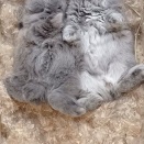 悪気は全くない