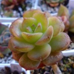 あらかんおばあの日常