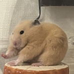 ふたりと２ひき（はむはむ）