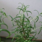 小松郭公太の気まぐれ日記