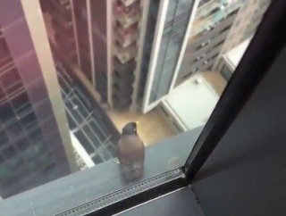 高層階の窓の外から、翼をたたんだままビルの谷間へダイブする鳥「3、2、1、行ったれ！」【海外の反応】