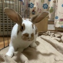 ネイトくんに逢おうの会（違