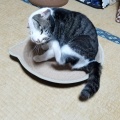タラーン