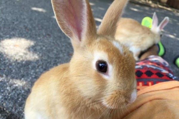 鳥になりたい人 17年12月