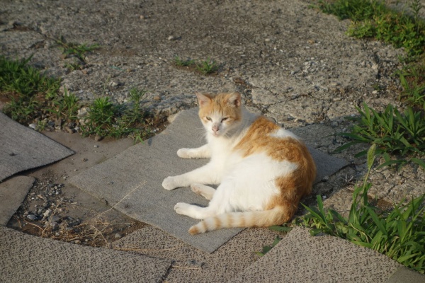 ねこかます - 茶トラ