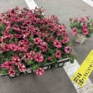 ベールモーブシルバーの中から時々こんにちは