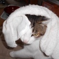 猫に小判を与えたら。 埋蔵金：千八百六拾両　えぇ～から拭かせろぉっ！