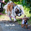 ワンウォークについて