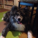 秋田犬ダイアナ預かり記