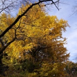 『岩殿観音　２０１５秋』の画像