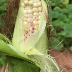 野菜ソムリエコミュニティー佐賀の活動