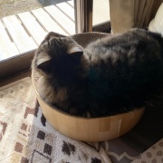 【猫写真】日向ぼっこマロちゃん