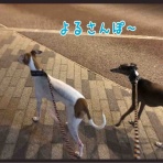イタグレ るち男とふぁび男のぽんにゃりらいふ