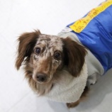 『【里親募集中】ミニチュアダックスフンドのノールくん』の画像