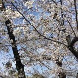 『3年生の皆さん、ご卒業おめでとうございます』の画像