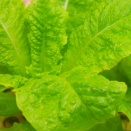 老いの覚悟と生き方Ⅱ（5650回記念）（37）「80歳の壁・実践編（6）」