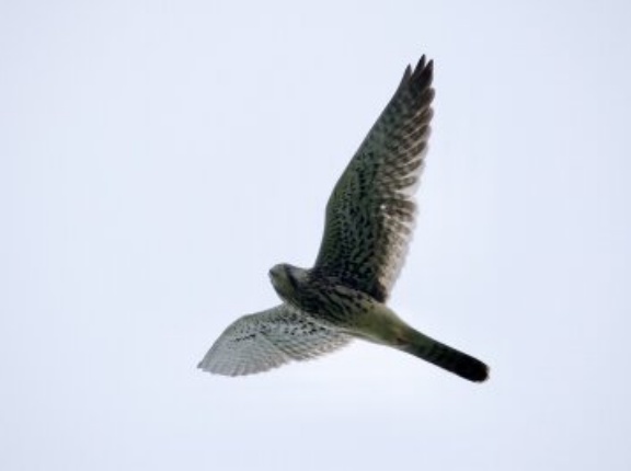 2025年8月9日の野鳥公園