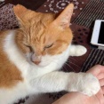 【猫日記】猫の薬で注意が必要なこと