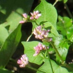 雑草をめぐる物語