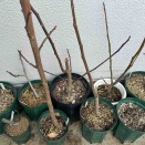 イチジクの冬越しとか春の作業とか