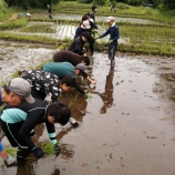 『【横浜・戸塚】田んぼ作業 ～田植えと草取り～』の画像