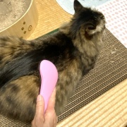 ブラッシング大好き猫