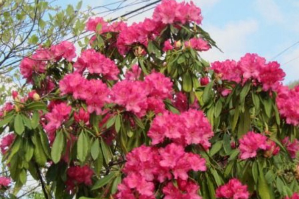 デッカイ 我が家の 西洋シャクナゲ 四季おりおりの庭