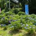 あじさいを見に護摩堂山へ