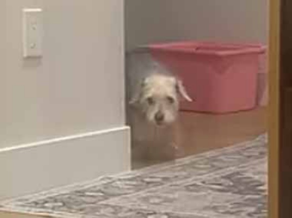 イヌが部屋に入ってきた。飼い主が盗み食いを指摘する。あ、バレましたか → 犬は素直にこうします…