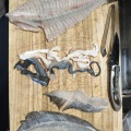 なんか魚釣れたんやが?
