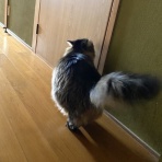 おそらくその平凡こそ幸せ　猫と私と家族の日常