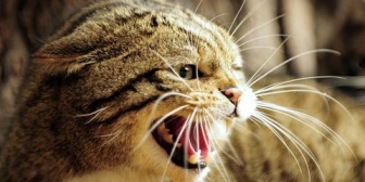 ロフトで寝てたら侵入してきた泥棒とご対面…固まってると飼ってた猫が聞いたこともないような叫び声をあげて泥棒に襲いかかった