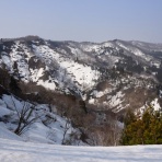 ポルピュリオスの樹の下で