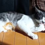 ボルゾイな生活