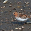 トウネン繁殖羽'26 Red-necked Stint