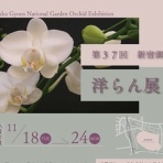 ユーフォルビア・オベサ・ドットコム