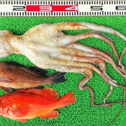 2025年12月8日　釣果