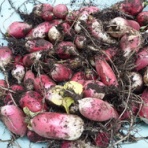 お～い！一服だよ～！