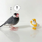 ブンチョ日誌