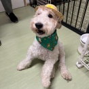 今夜も頑張ってます👍😆🐶