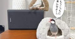 自由すぎるジルたん