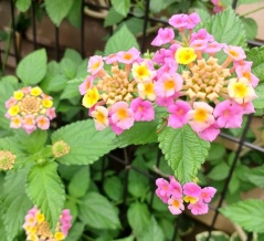 歯医者さん・・　　