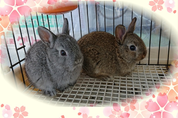 Small Animal Land ミニうさぎ