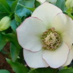 つれづれなるままに、いぬとし２