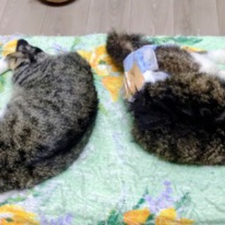 公園のネコたち