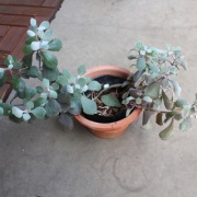 カランコエ プミラの異変 葉がしわしわになりまして Man With A Plant 植物と人