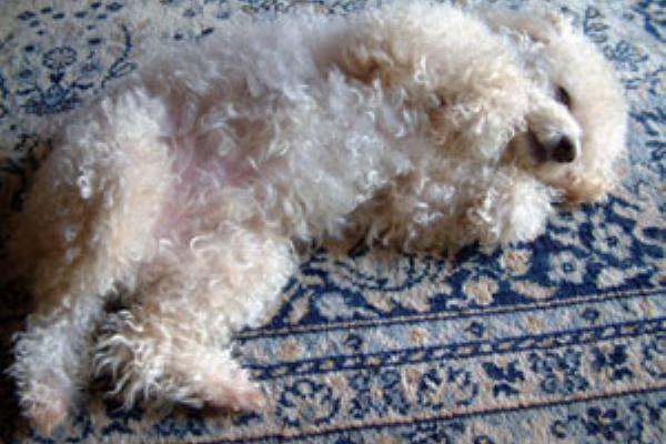 カリフォルニアのばあさんブログ トイプードル Powered By ライブドアブログ