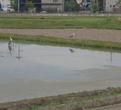 寝屋川市寝屋2丁目に小鷺がいた。