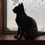 猫々